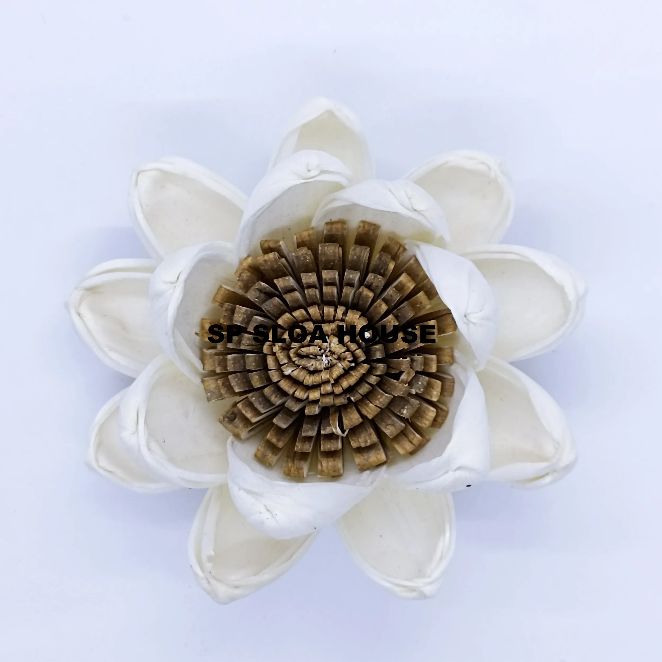 MIDDLE BROWN LOTUS