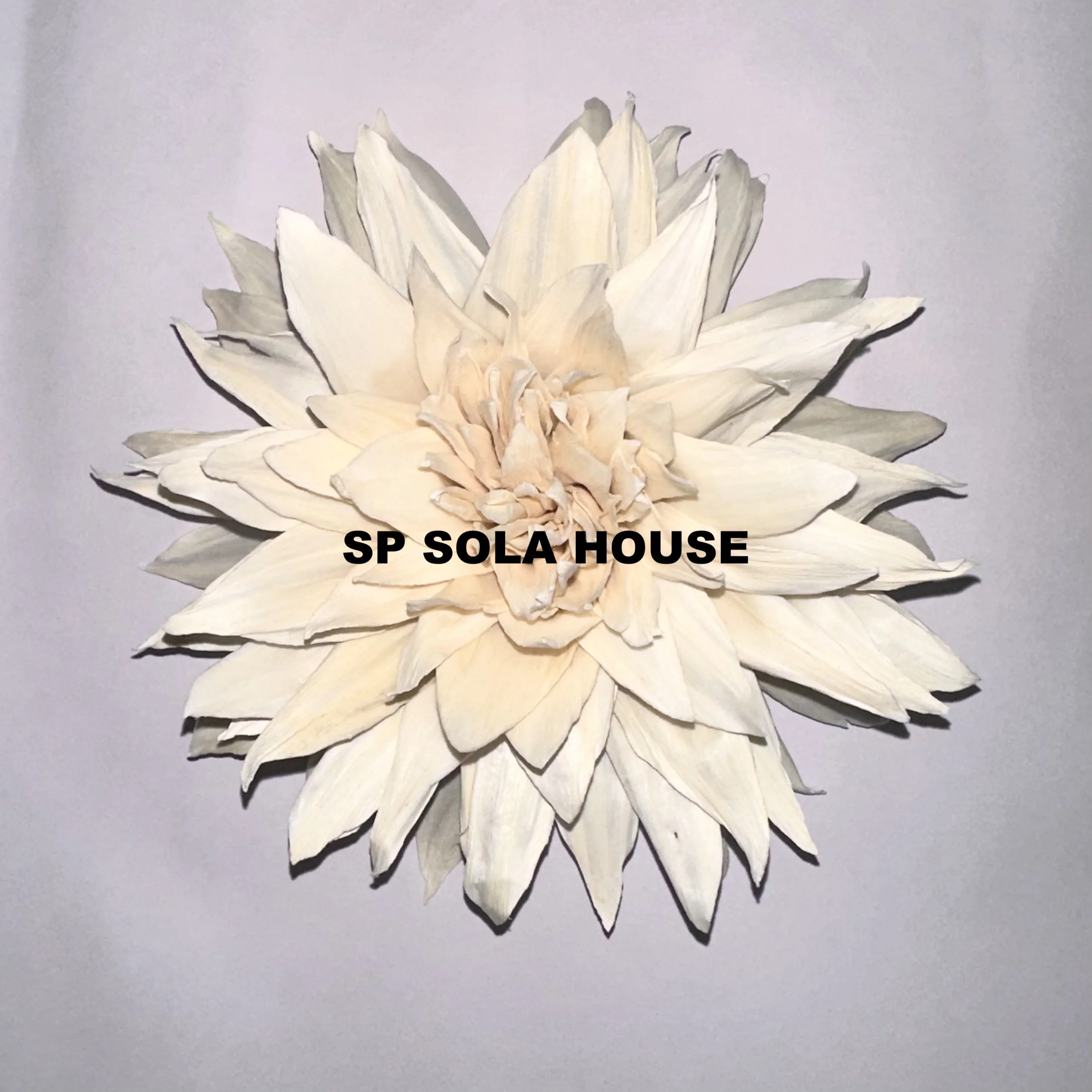 Semi-Cactus Dahlia Sola Flower